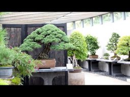 Bonsai Empire: Crespi Bonsai Museum