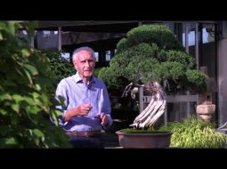 Art Grand Tour: Crespi Bonsai Museum