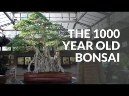 Ficus millenario