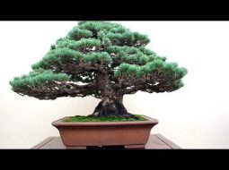 12° Raduno del Bonsai & Suiseki - Crespi Cup 2017