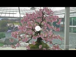 ITALIA 1 - Studio Aperto: Passione Bonsai