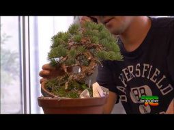 Telecolor - Speciale Bonsai: tra arte e natura