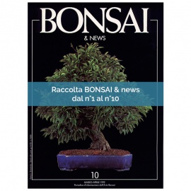 RACCOLTA BONSAI & NEWS DAL 1 AL 10